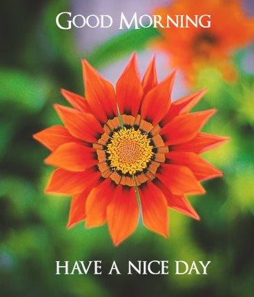  Good Morning Flower Images 
