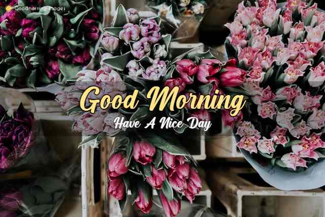 Lovely Good Morning Images Download