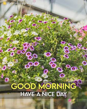 Lovely Morning Images Download