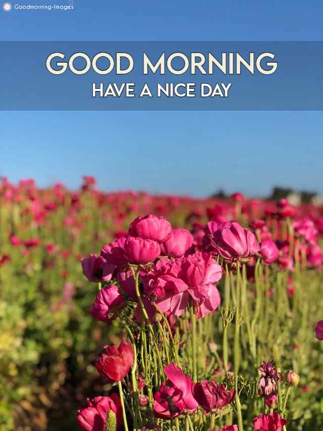 Beautiful Good Morning Pic Download