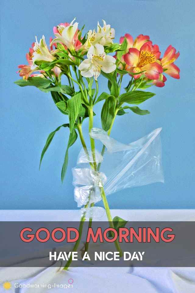 Good Morning Flower DP