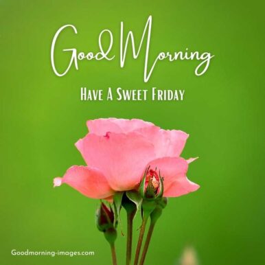 ᐅ100+ Good Morning Friday Images, Photos, Pictures