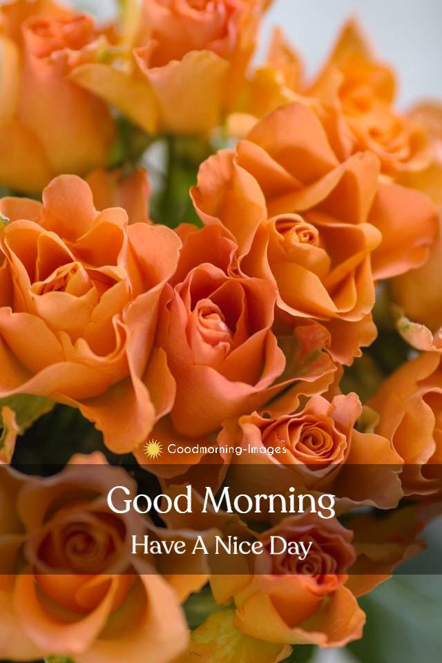 Morning Sweet Flowers HD Images