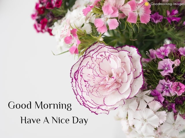 Good Morning Lovely Flowers HD Images