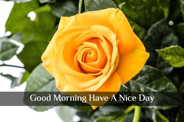 Good Morning Sweet Flowers HD Images
