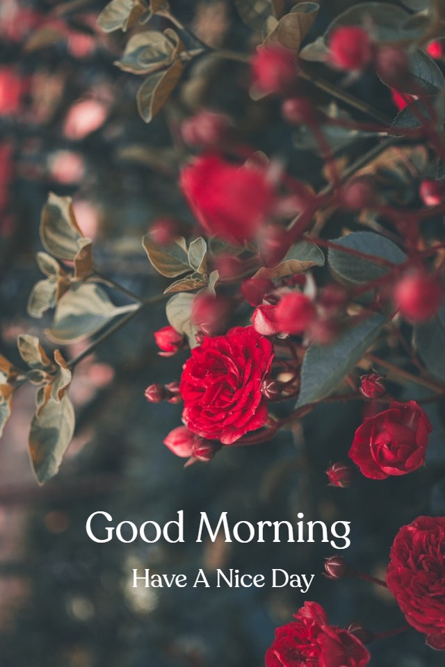 Good Morning Lovely Flowers Images