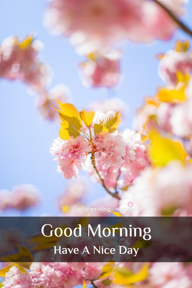 Good Morning Lovely Flowers HD Photos