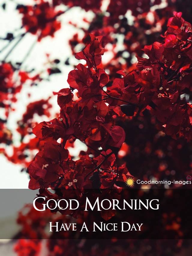 Good Morning Lovely Flowers HD Photos