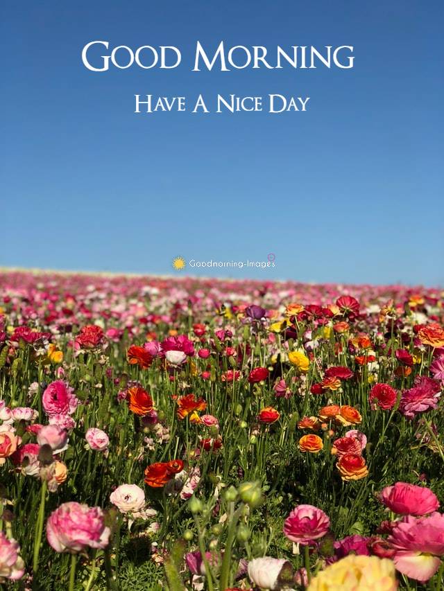 Good Morning Lovely Flowers HD Images