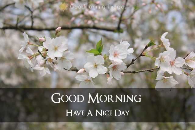 Good Morning Special Images HD