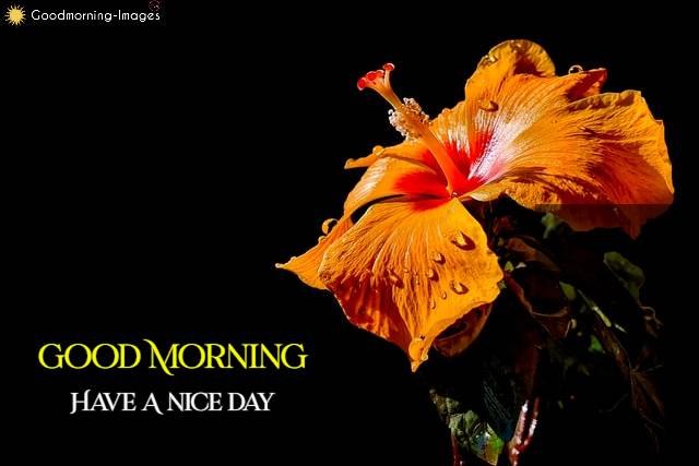 Good Morning Images Download HD