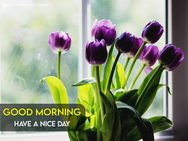 Good Morning Pictures Download HD