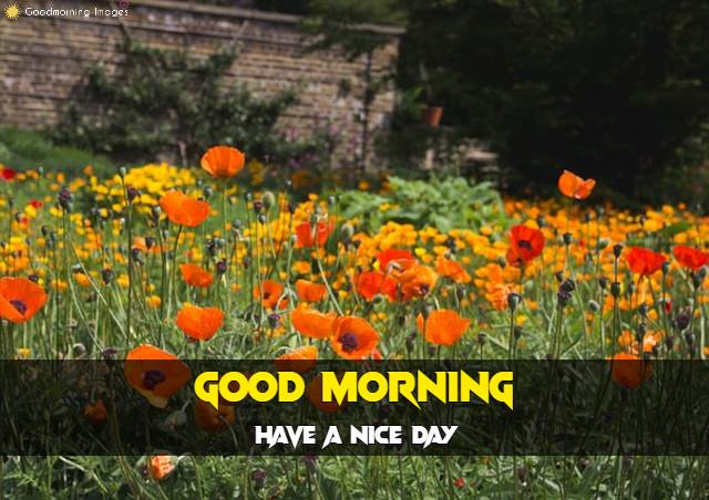 Good Morning HD Pictures Download 