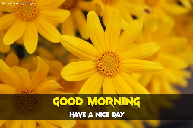 Good Morning Pictures Download HD