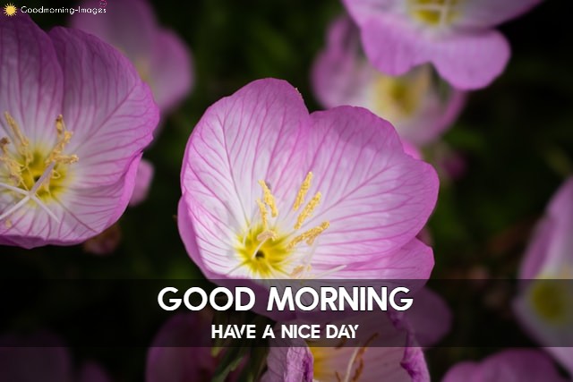 Good Morning Beautiful Flower Images
