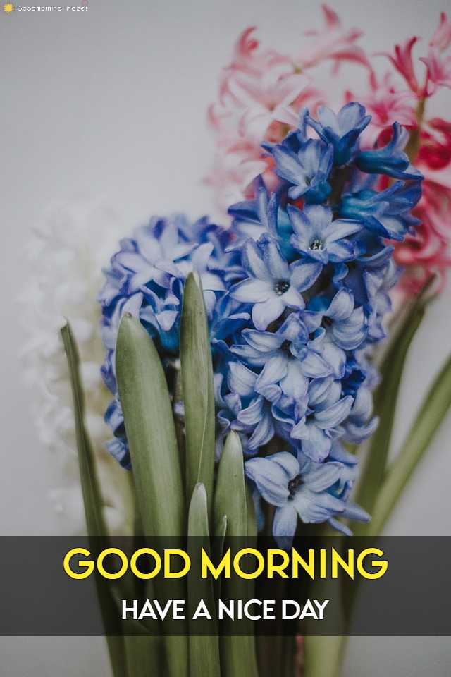 Good Morning Images with Flowers