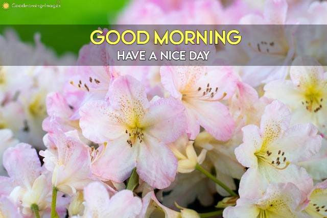 Morning Beautiful Flower Images
