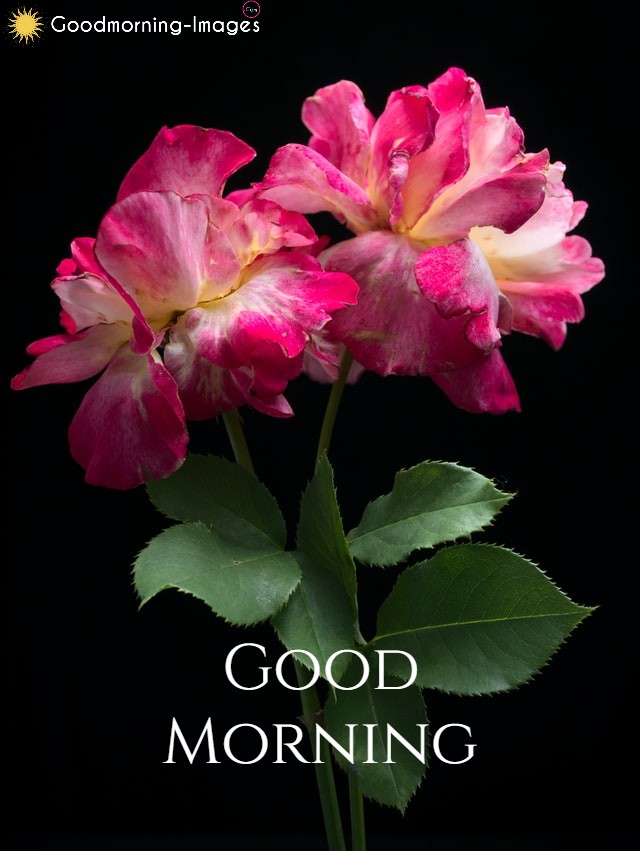 Good Morning Flowers Images HD