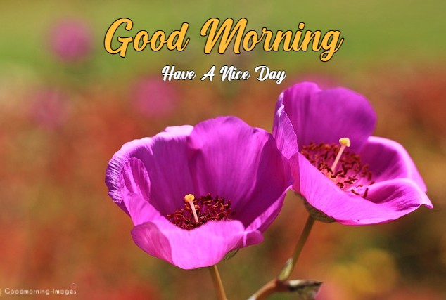 Good Morning HD Pictures