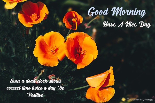 Good Morning HD Wishes Pictures