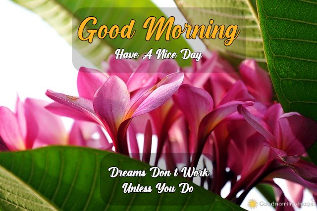 Good Morning HD Wishes Pictures