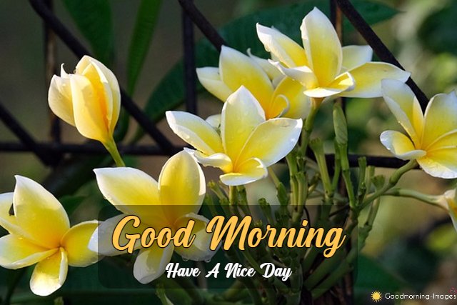 Good Morning HD Pictures