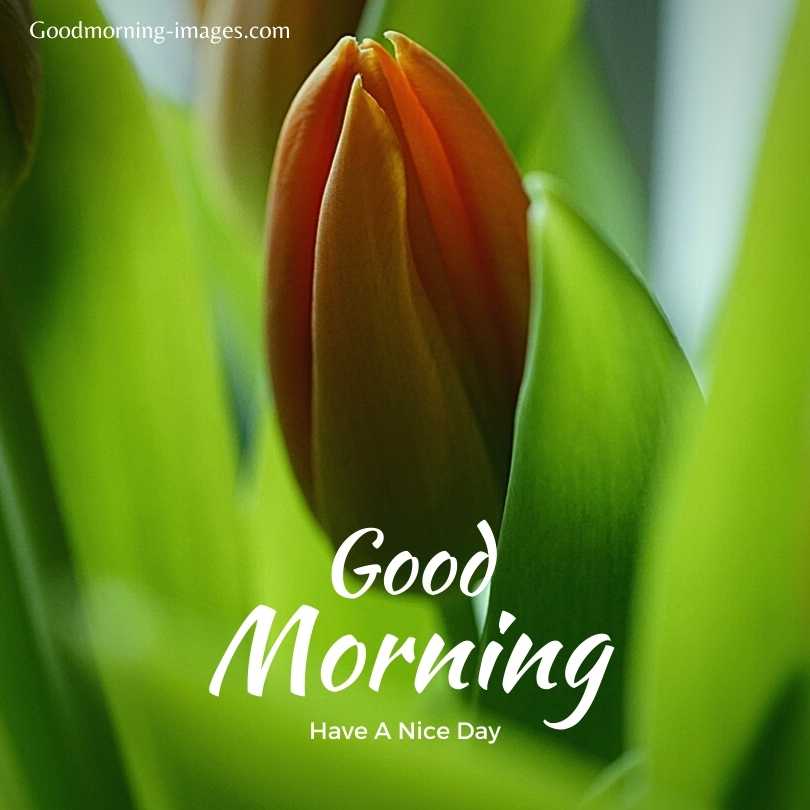 Good Morning 1080p HD Pictures