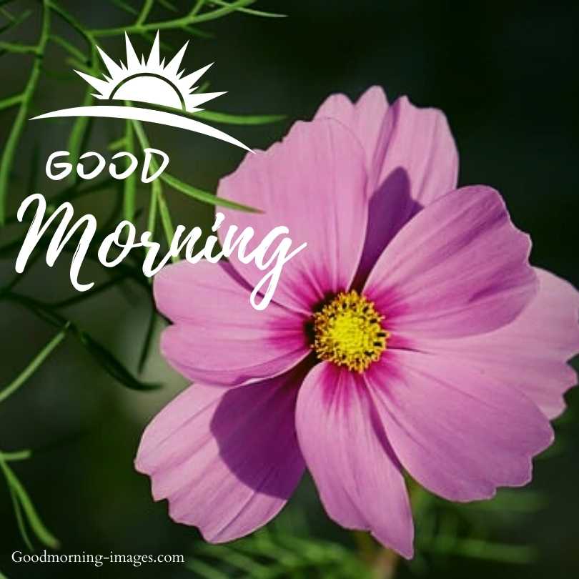 Good Morning 4k HD Flowers Images