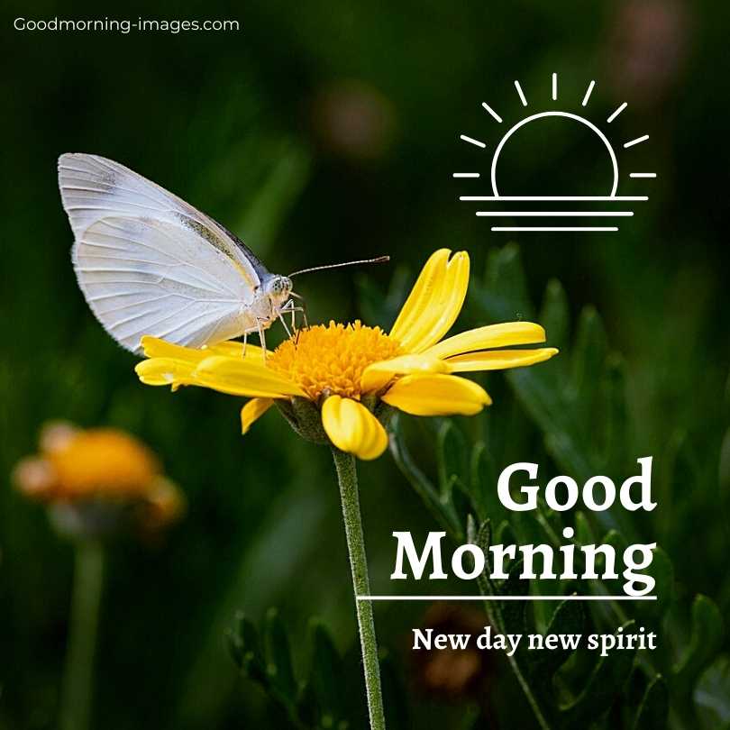 Good Morning HD Images