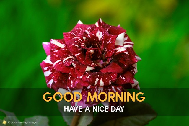 Good Morning HD Images 