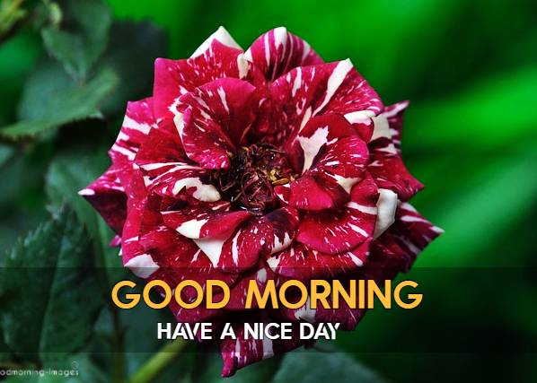 Good Morning HD Pictures