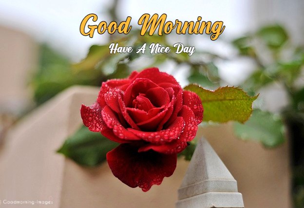 Good Morning Images HD