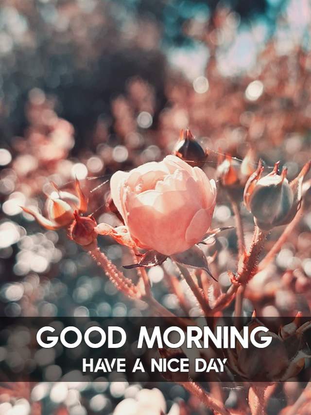 Good Morning Flower Images HD