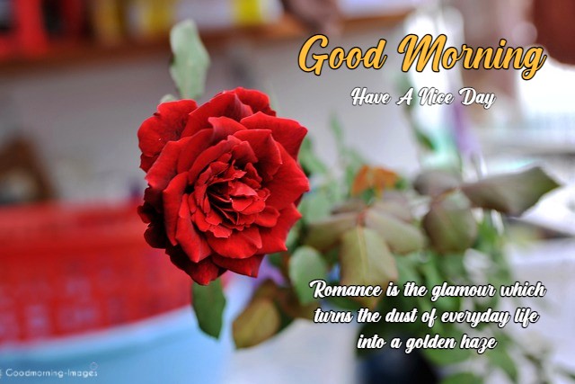 Good Morning Flower Images HD