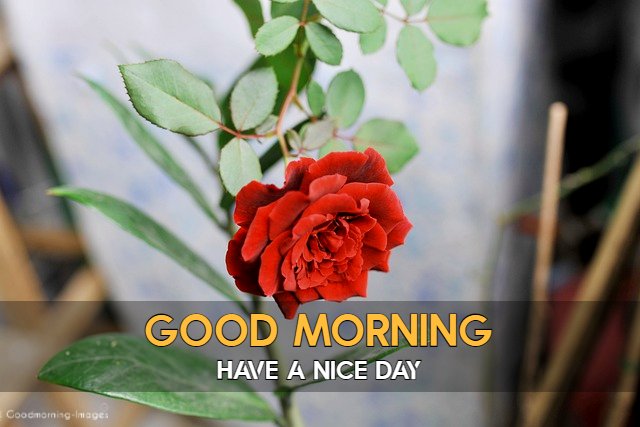 Good Morning Images HD