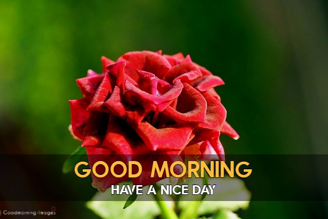 Good Morning Flower Images HD