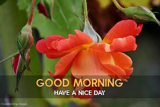 Good Morning Images HD