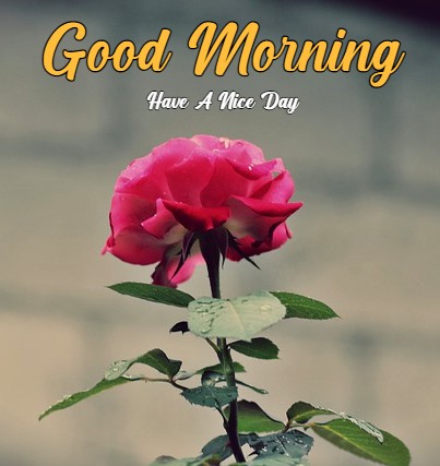 Good Morning Rose HD Images