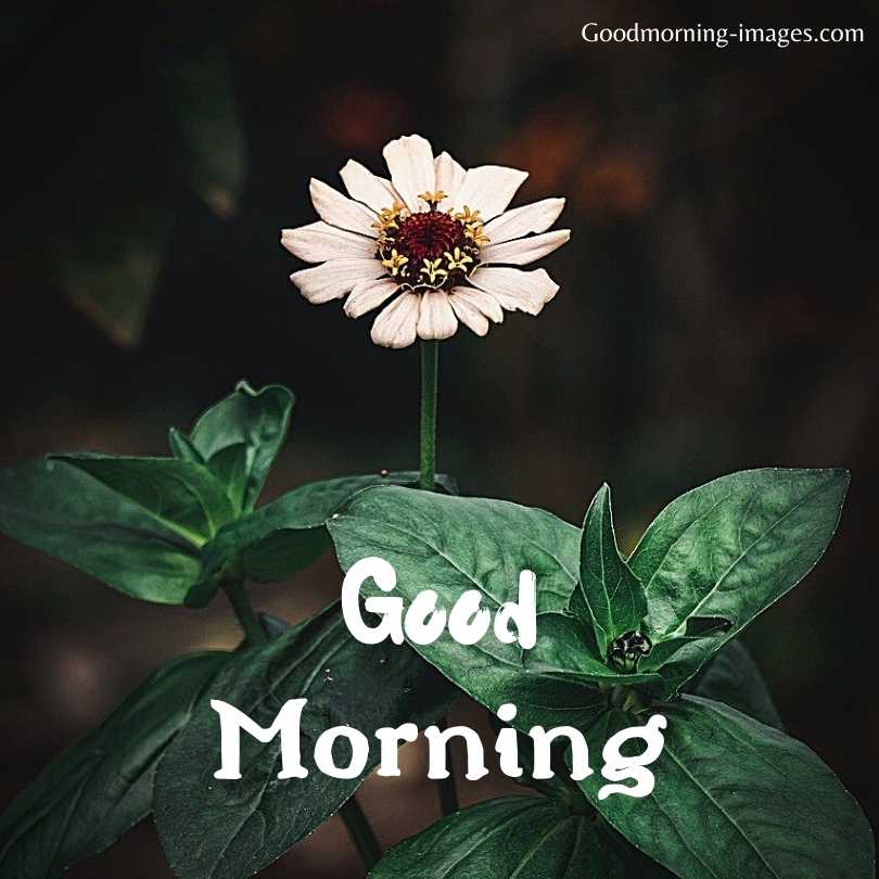 Good Morning HD Pictures