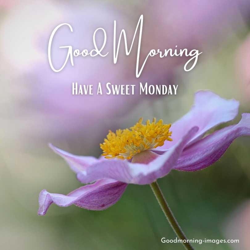 Good Morning Monday HD Pictures