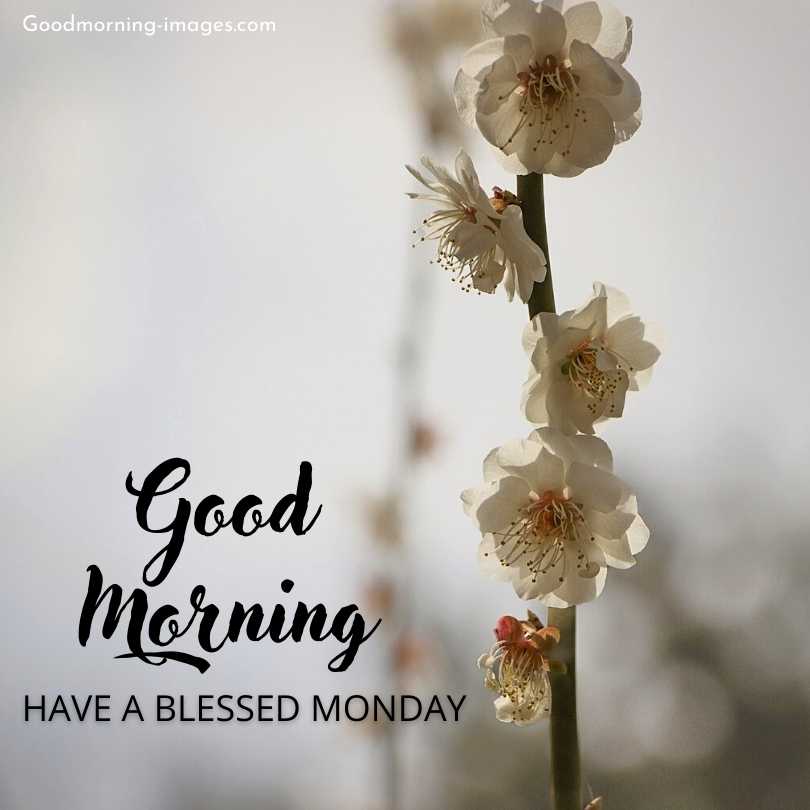Good Morning Monday Pictures