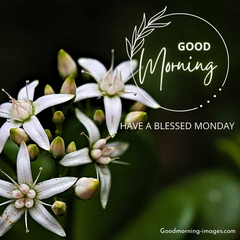 Good Morning Monday Pictures