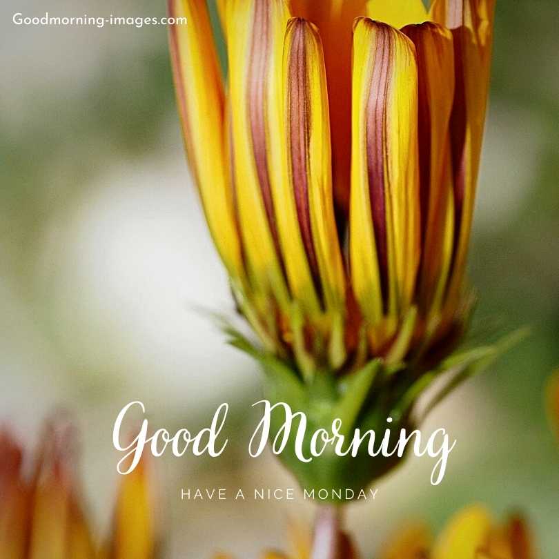 Good Morning Monday HD Pictures
