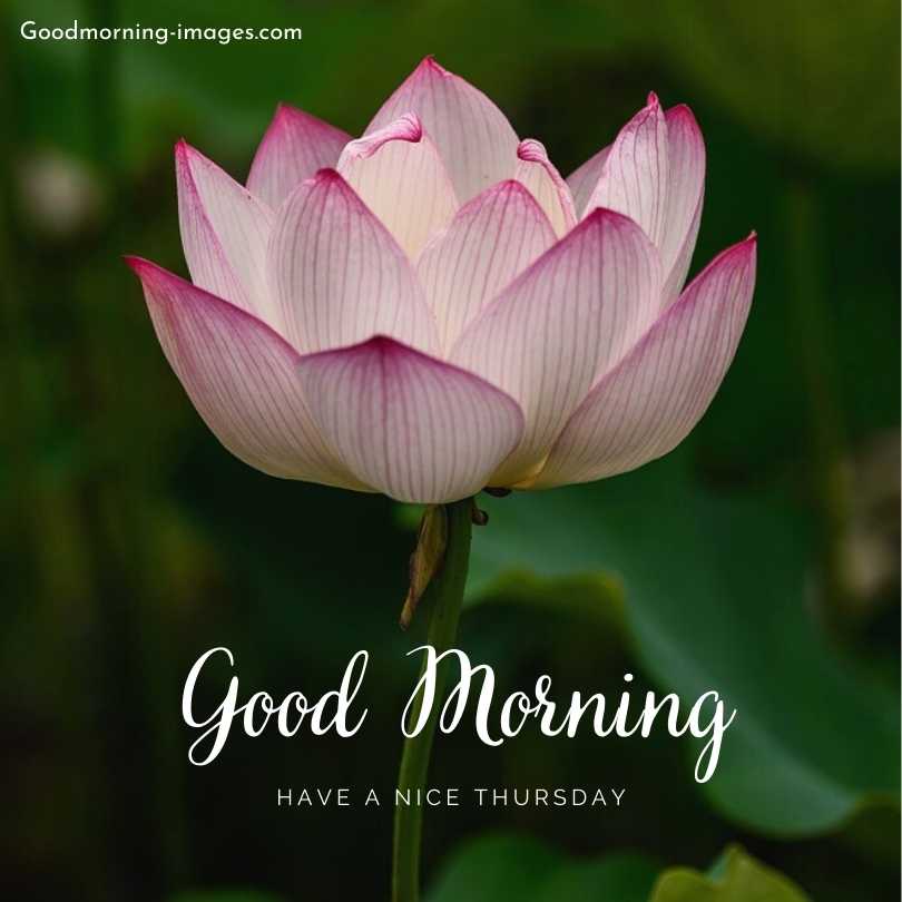 Good Morning Thursday Pictures