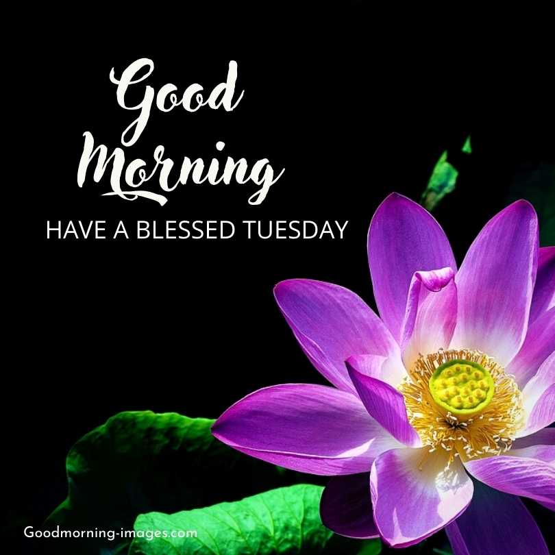 Good Morning Tuesday Hd Images