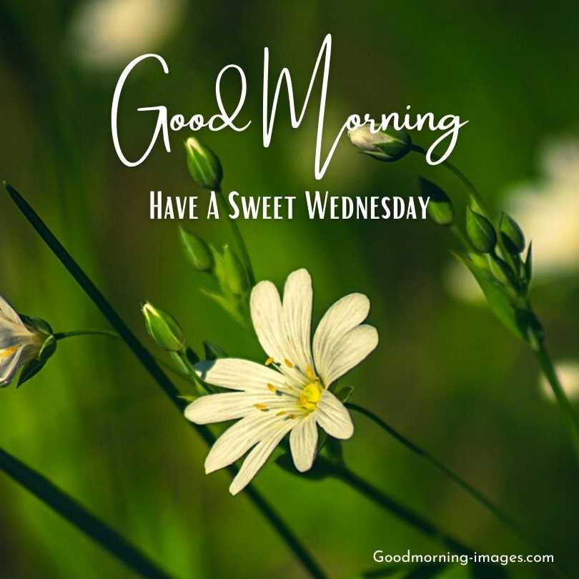 Good Morning Wednesday Pictures