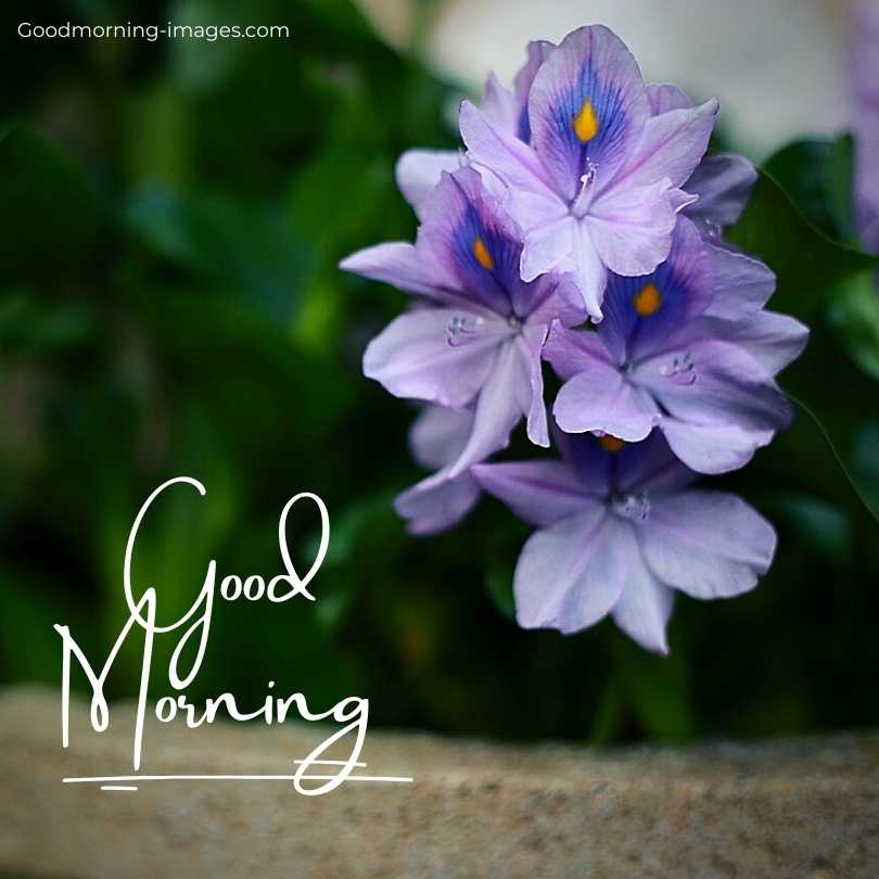 Good Morning Flowers HD Pictures