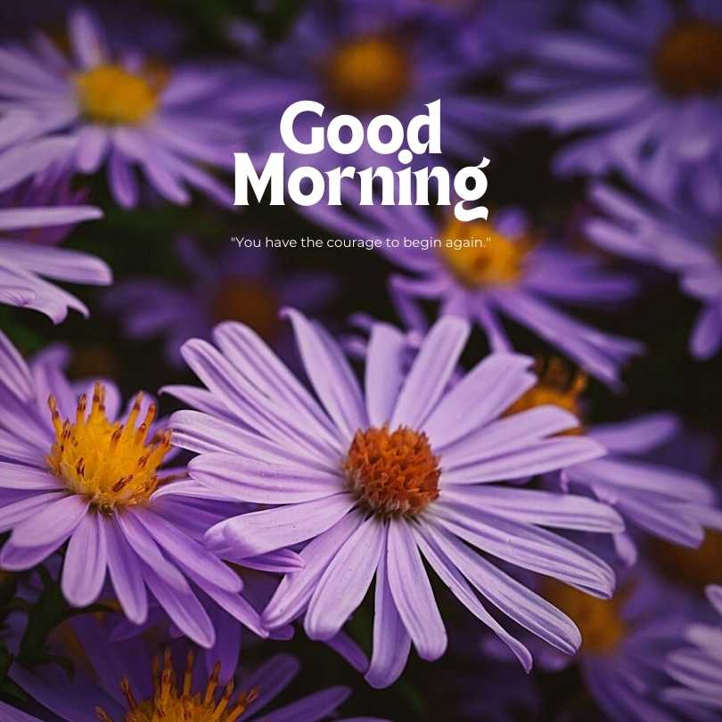 Good Morning Flowers Photos