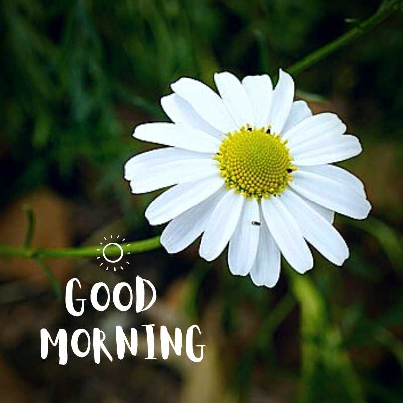 Good Morning Flowers HD Photos