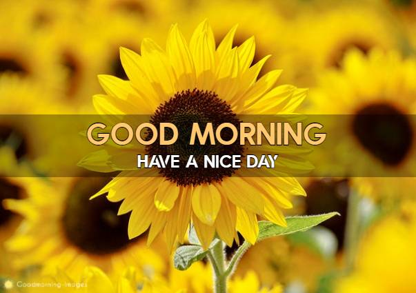 Good Morning Flower Wishes Images